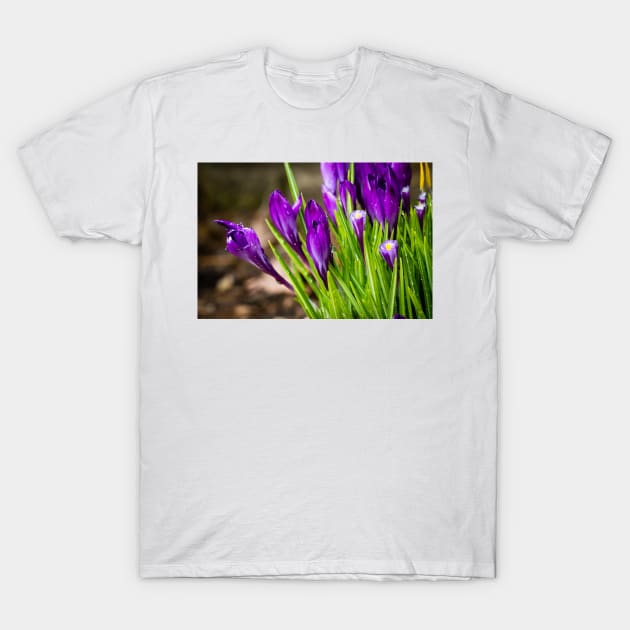 Spring Crocus 8 T-Shirt by Robert Alsop